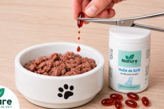 Allergie chien chat : le top 5 des solutions naturelles qui fonctionnent vraiment