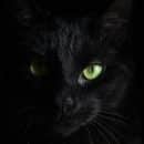 macro photography of black cat