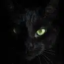 macro photography of black cat