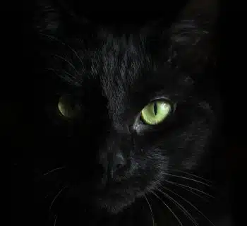 macro photography of black cat