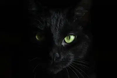 macro photography of black cat
