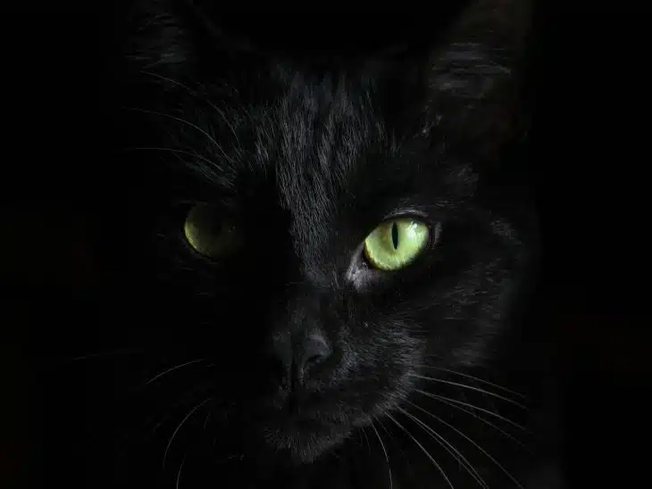macro photography of black cat