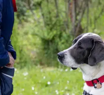 éducateur canin