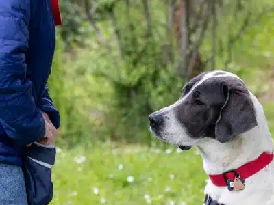 éducateur canin