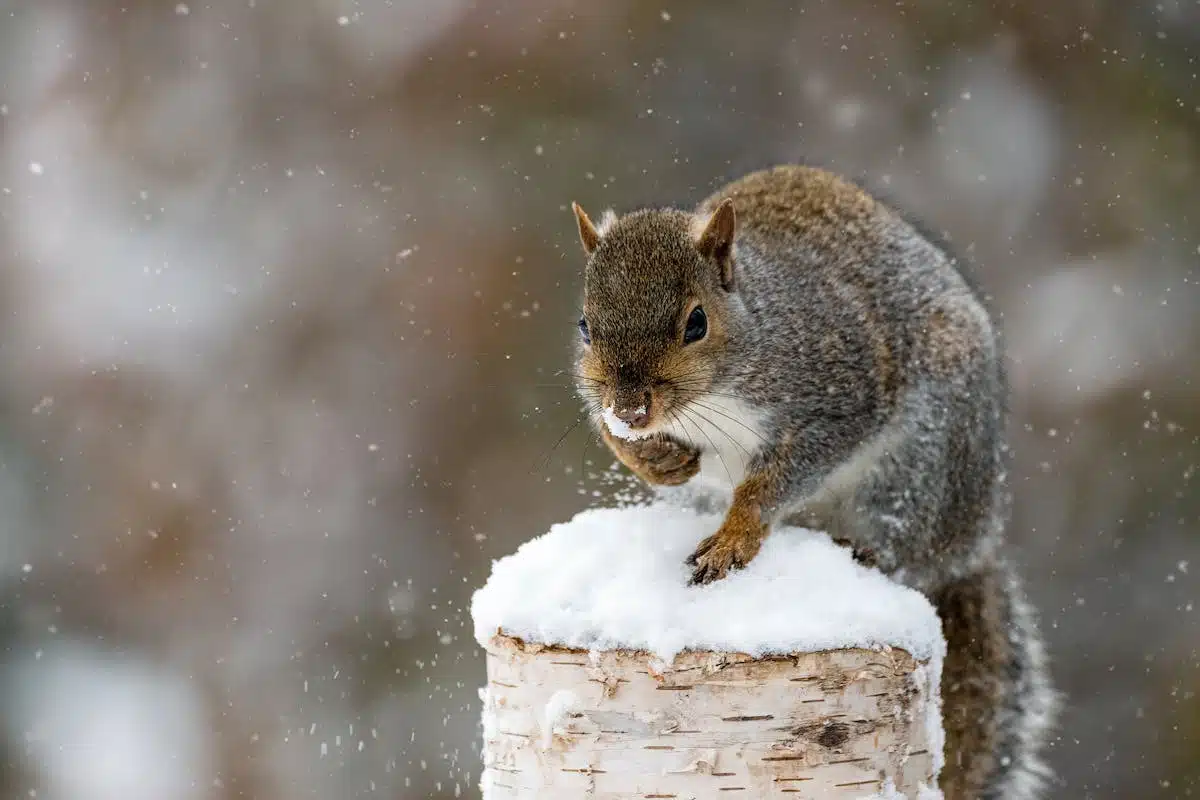 animal hiver