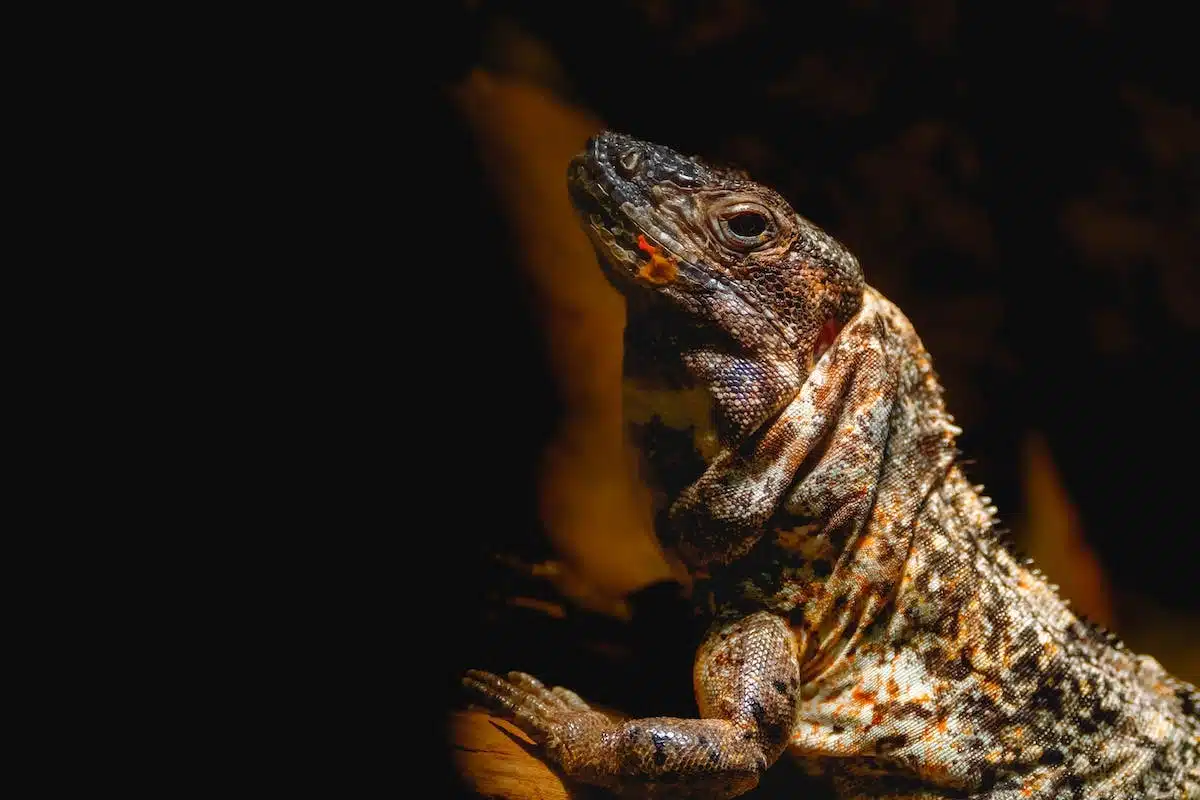 animaux exotiques