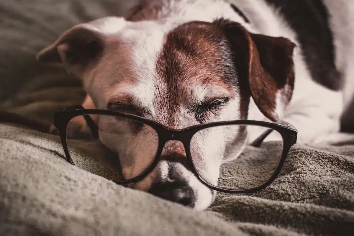 chien adulte