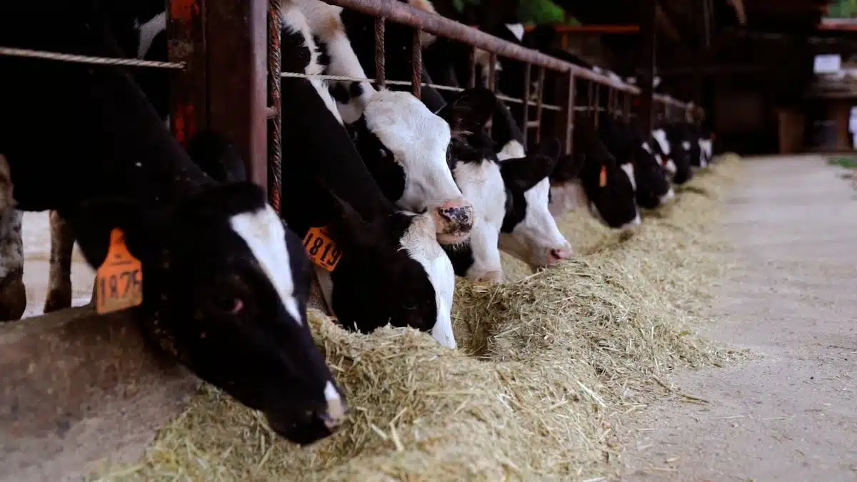 aliments animaux