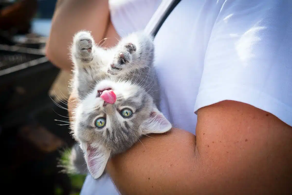 chat  activités