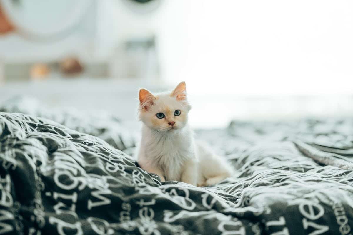 chat  harmonie