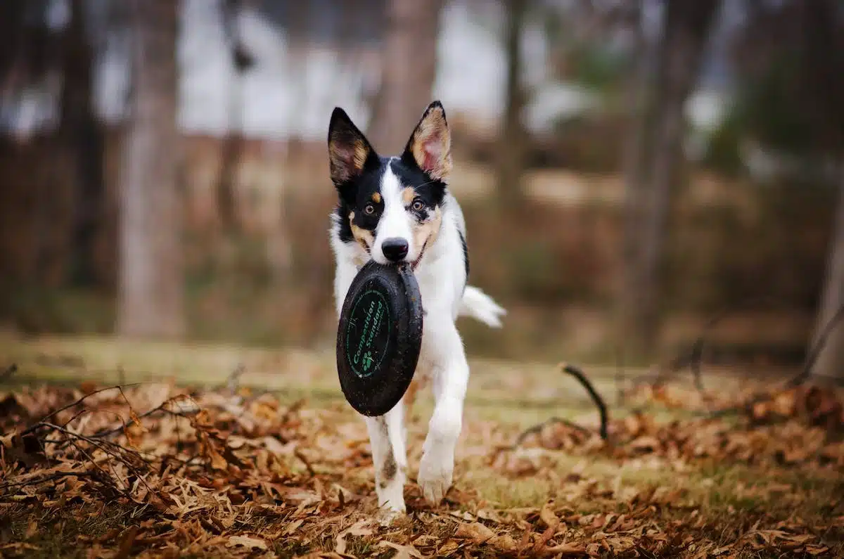 sports canins