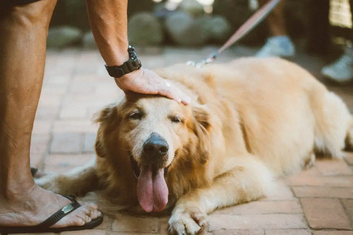 chien éducation