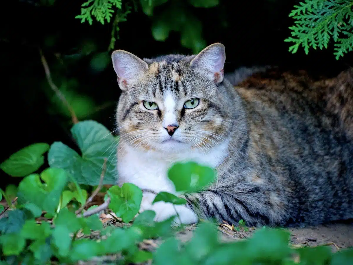 chat domestique