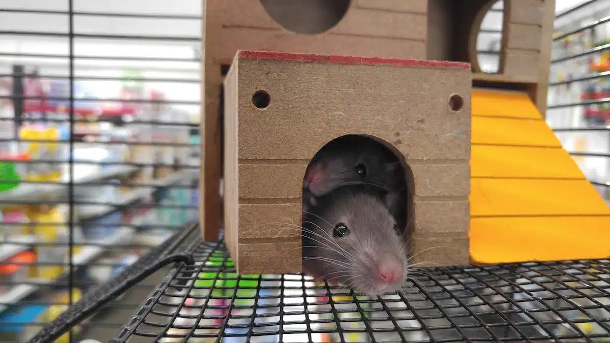 hamsters cages