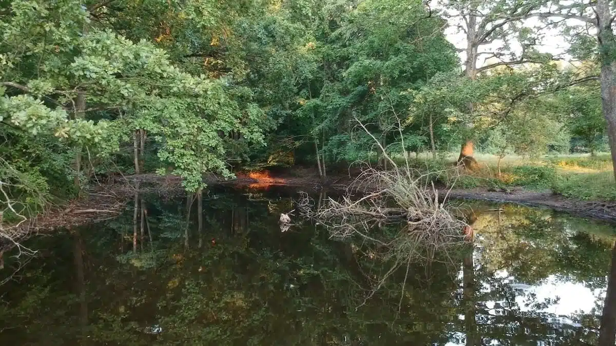 inondation forêt