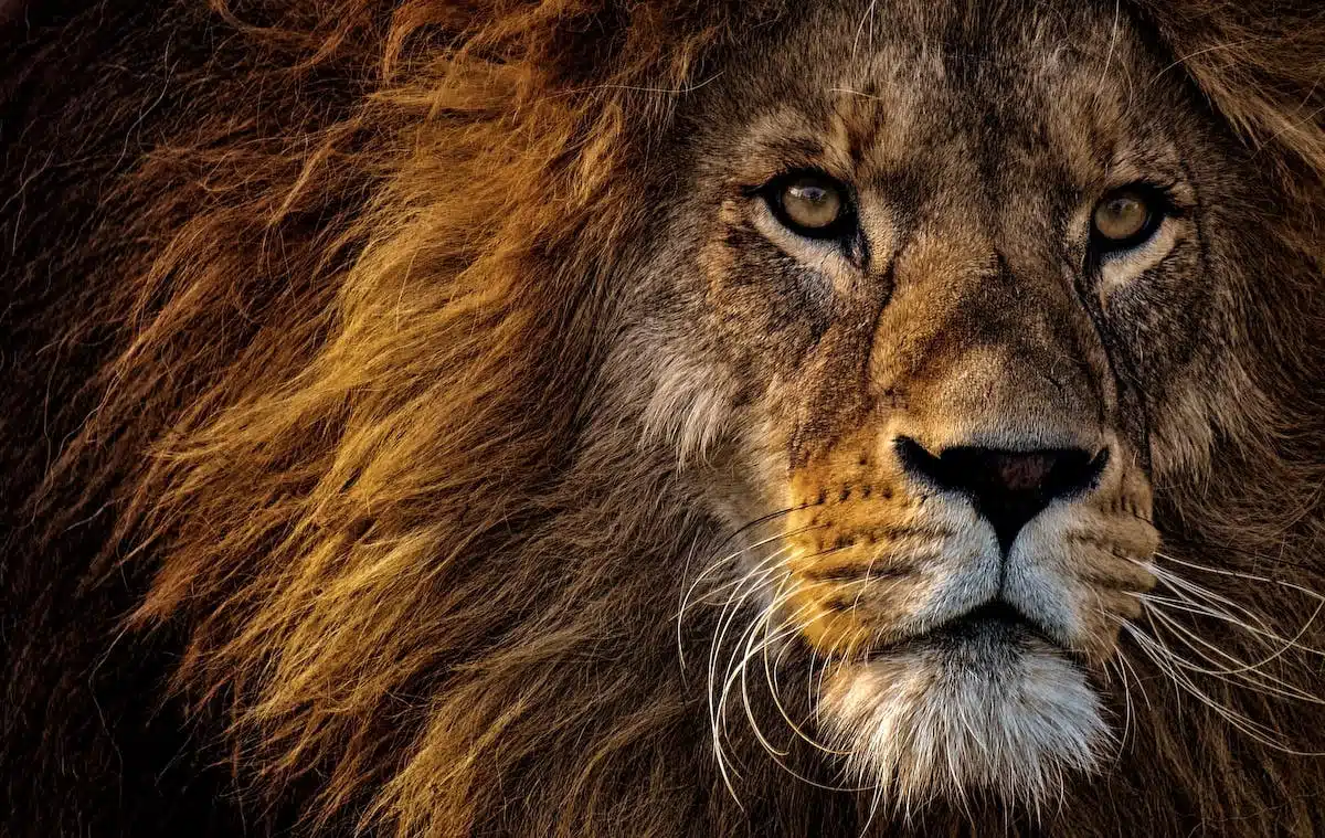 art animalier