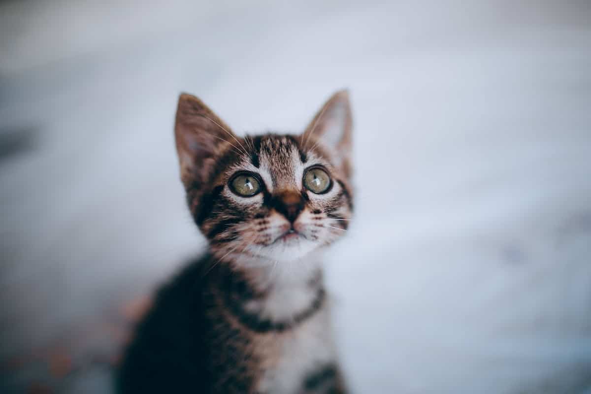 chat  communication