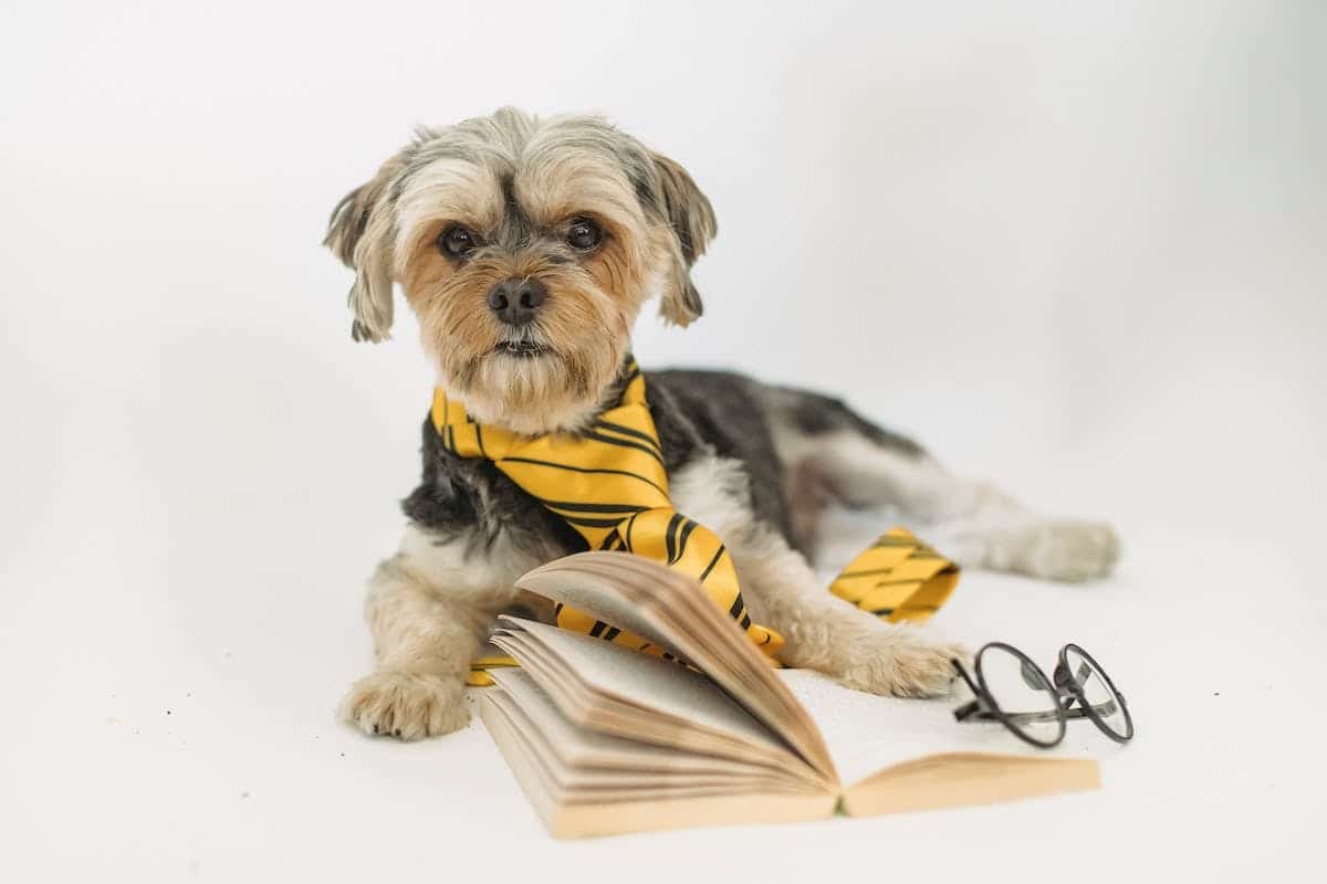 éducation canine