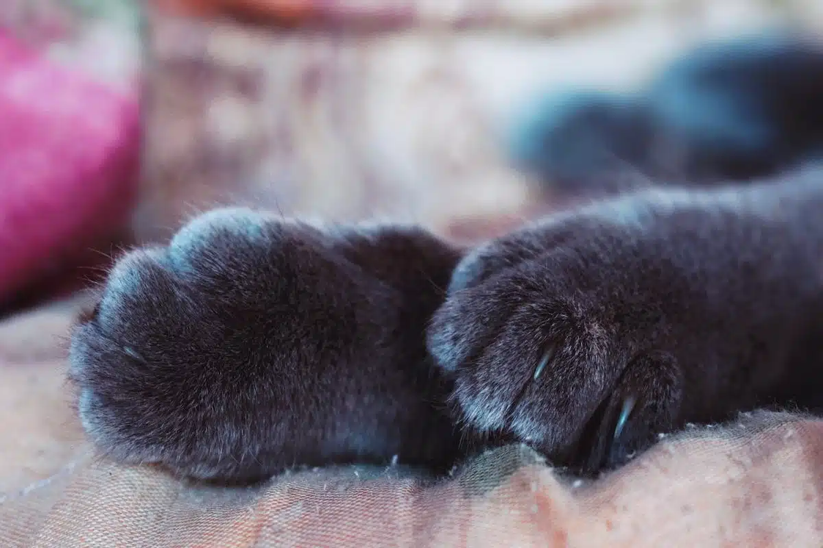 chat griffes
