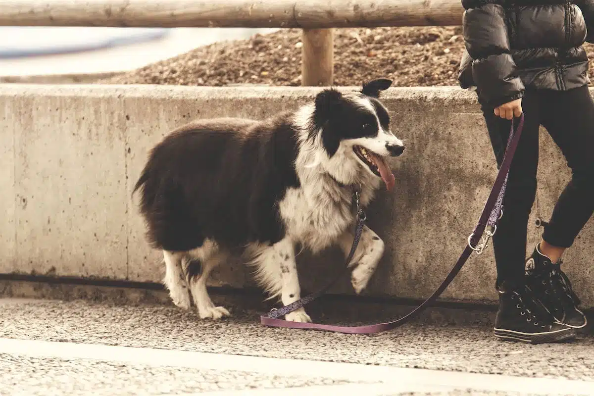 chien exercice