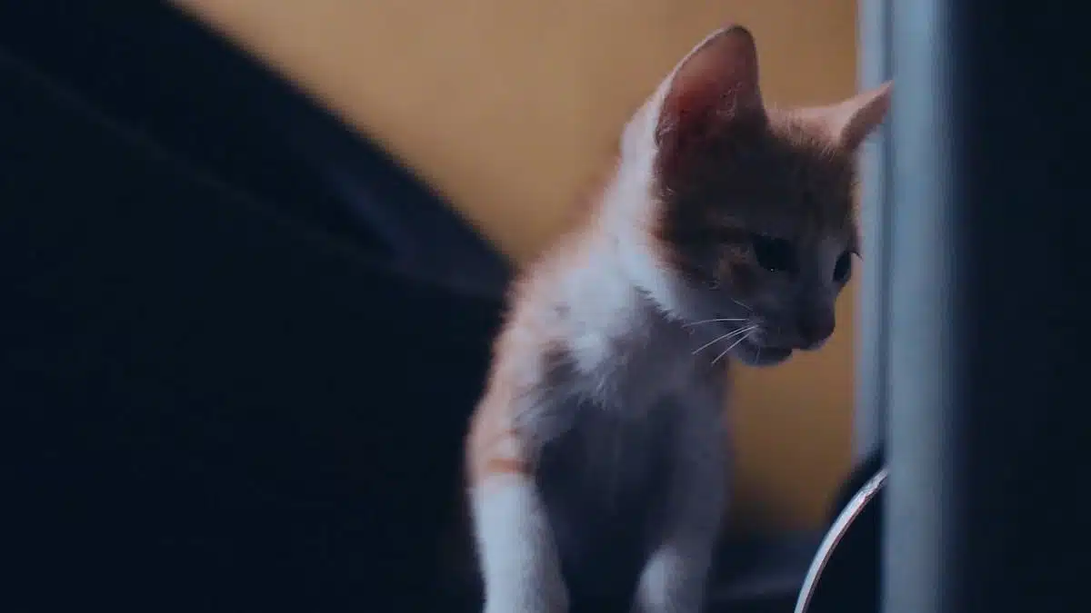 chat  nettoyage