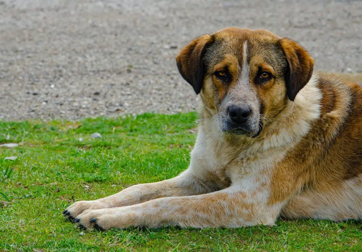 chien  scientifique