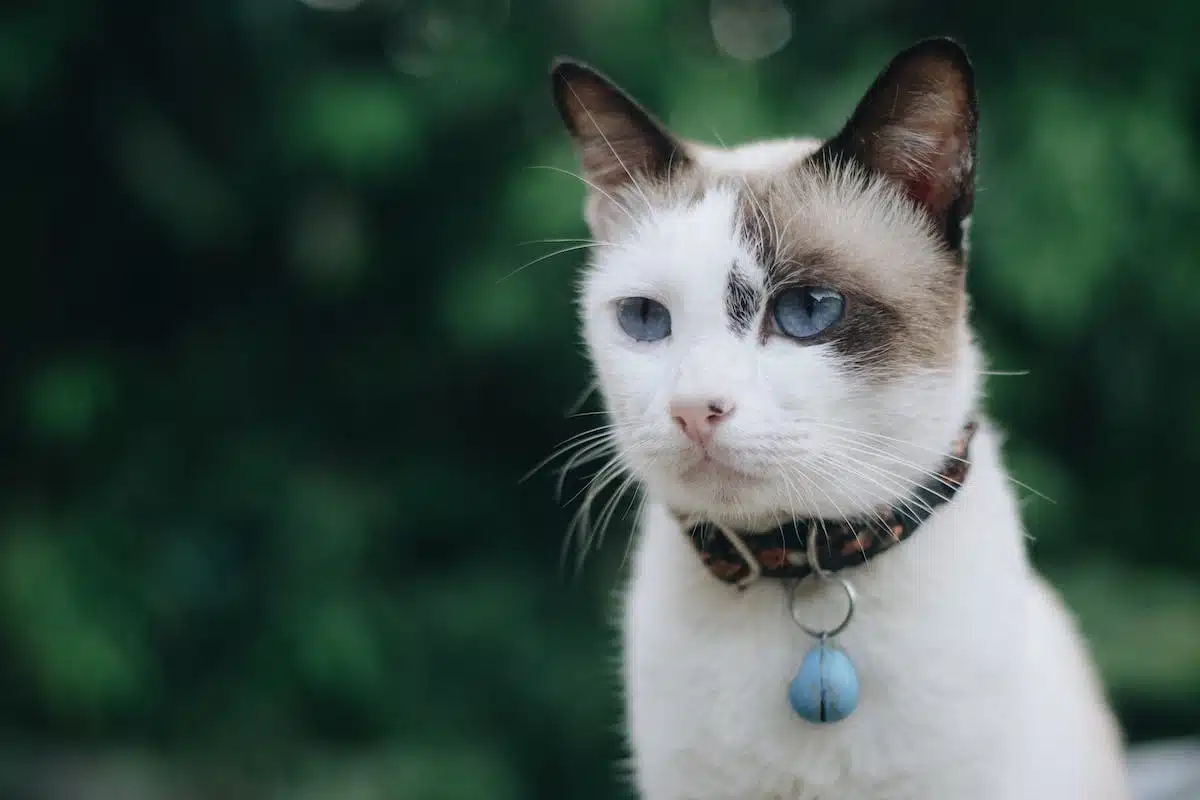 chat  collier