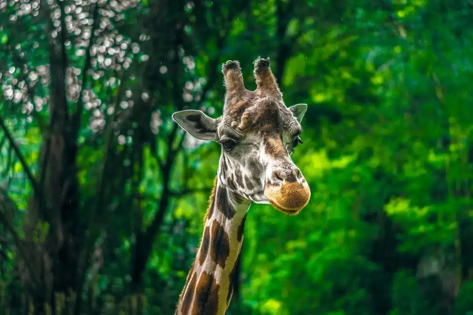 biodiversité  animaux