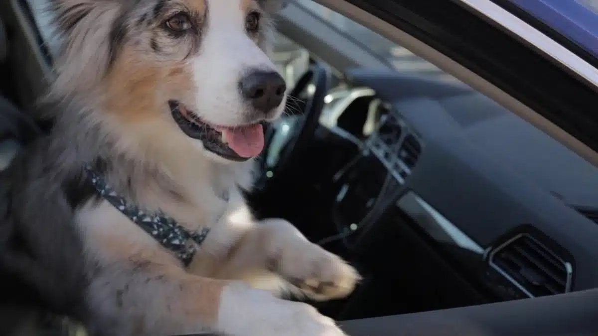 animal  voiture