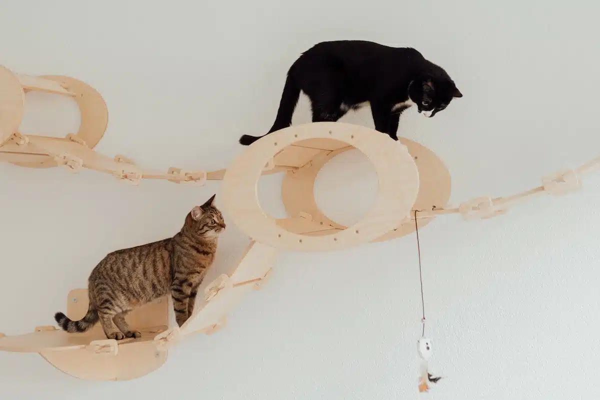 jouets  félin