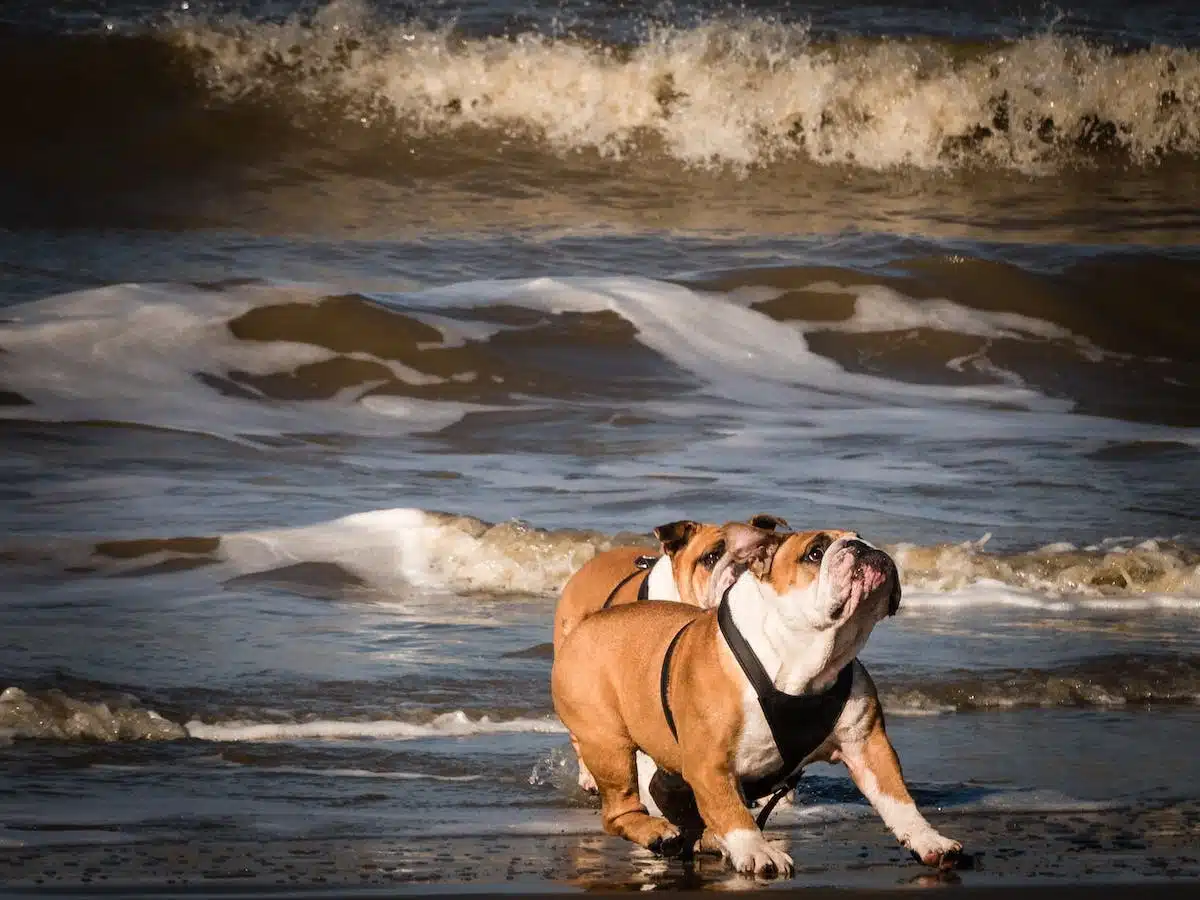 chien  voyage
