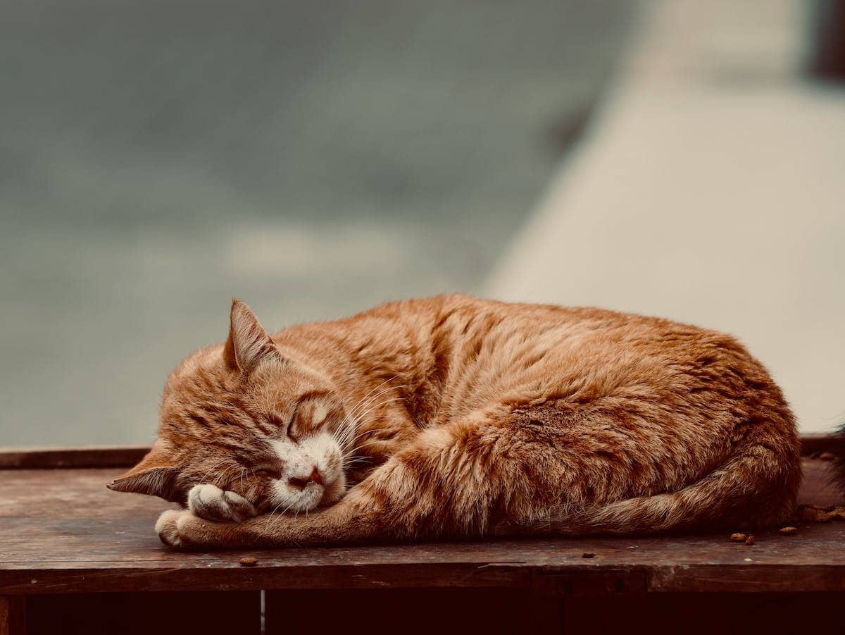chat  maison