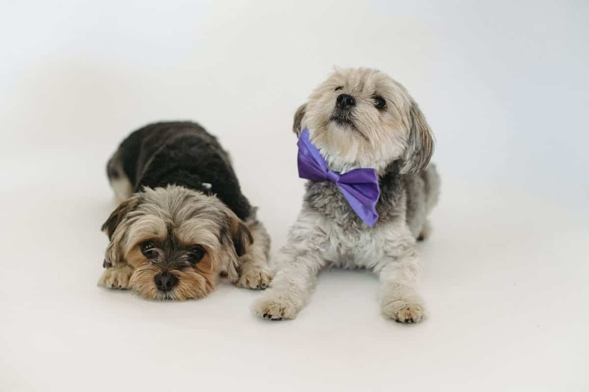 chien  accessoires