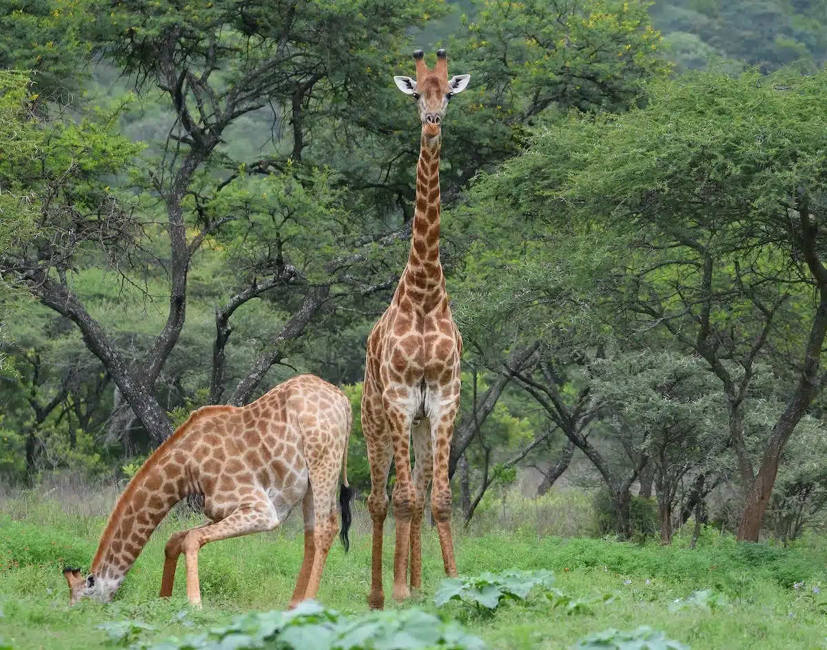 faune sauvage