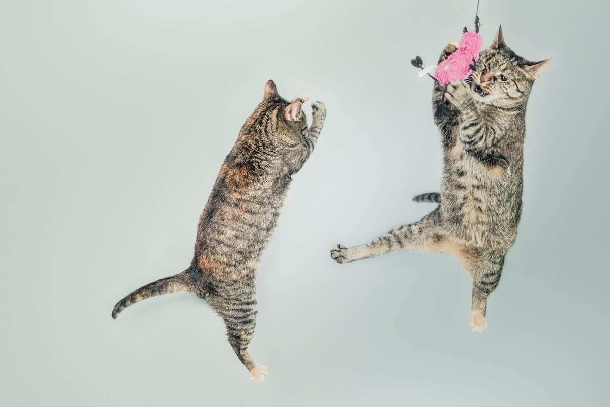 chat actif