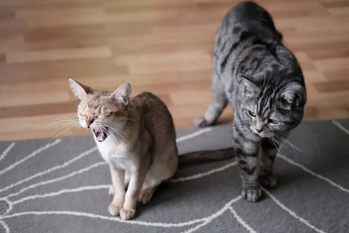 chat  déménagement