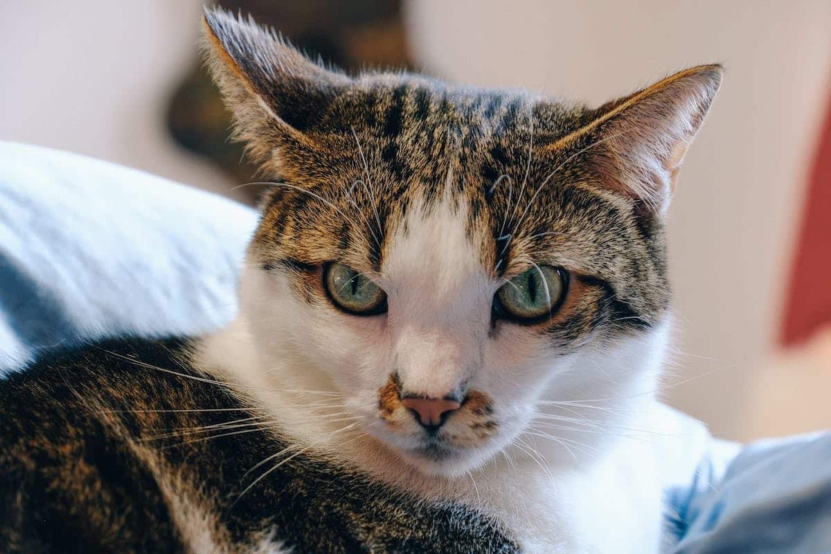 chat adulte