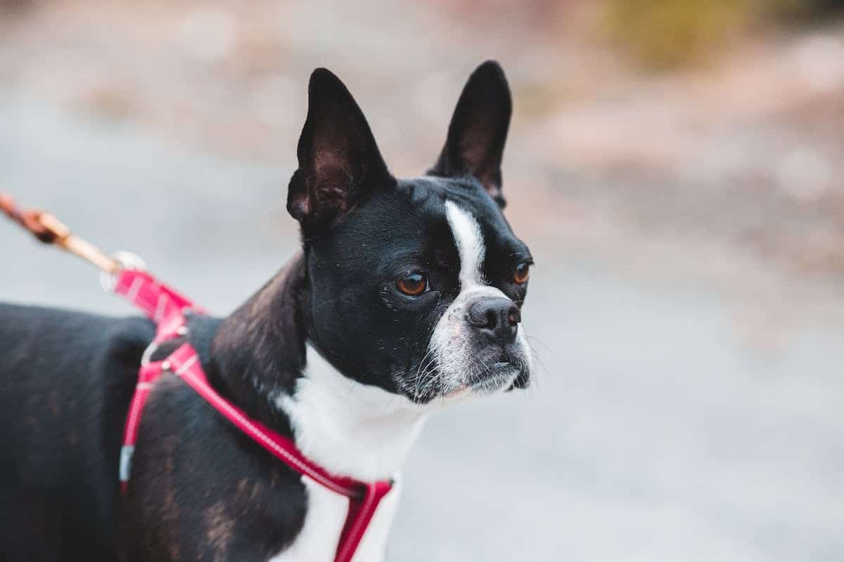 chien  accessoires