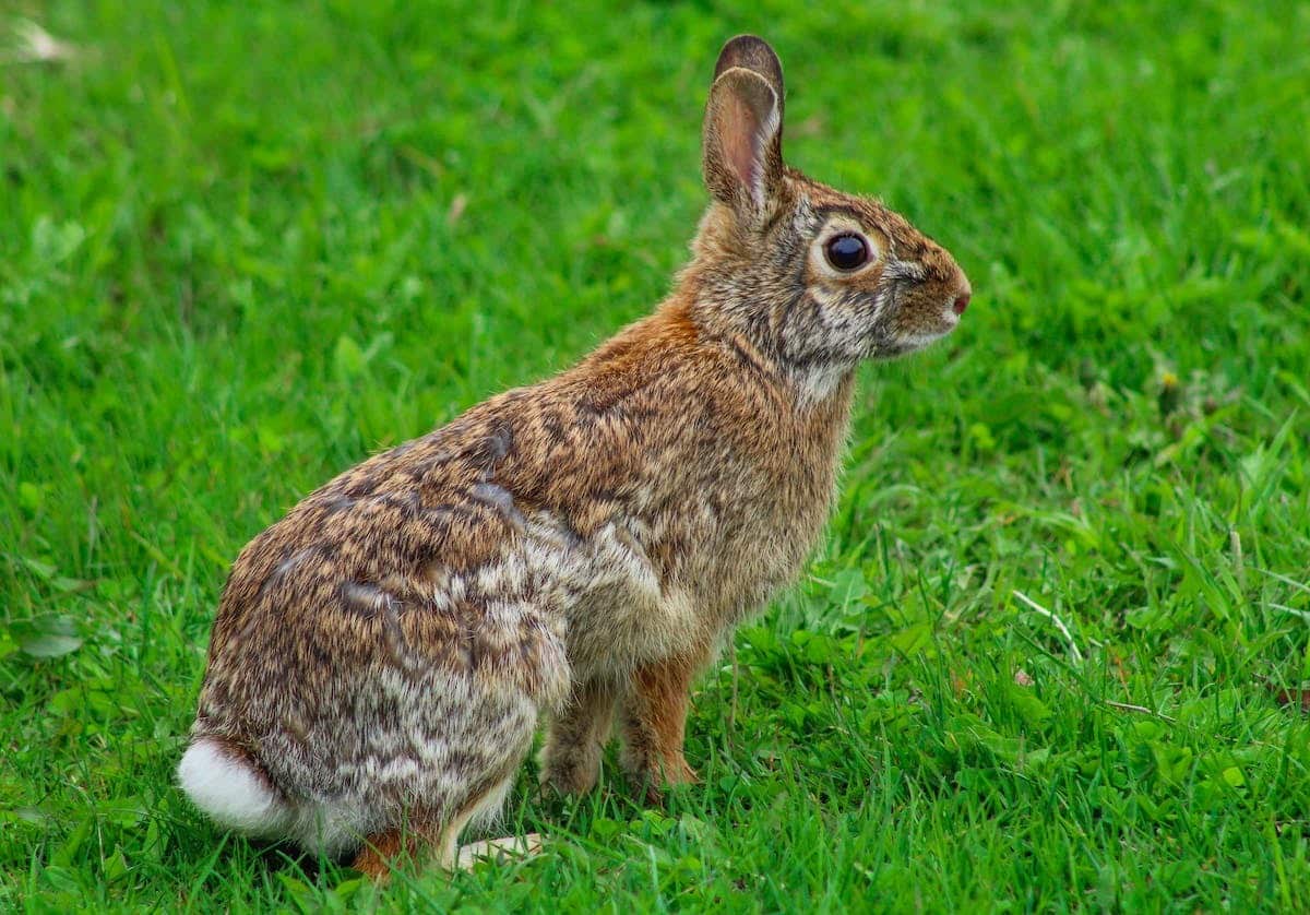 lièvre femelle