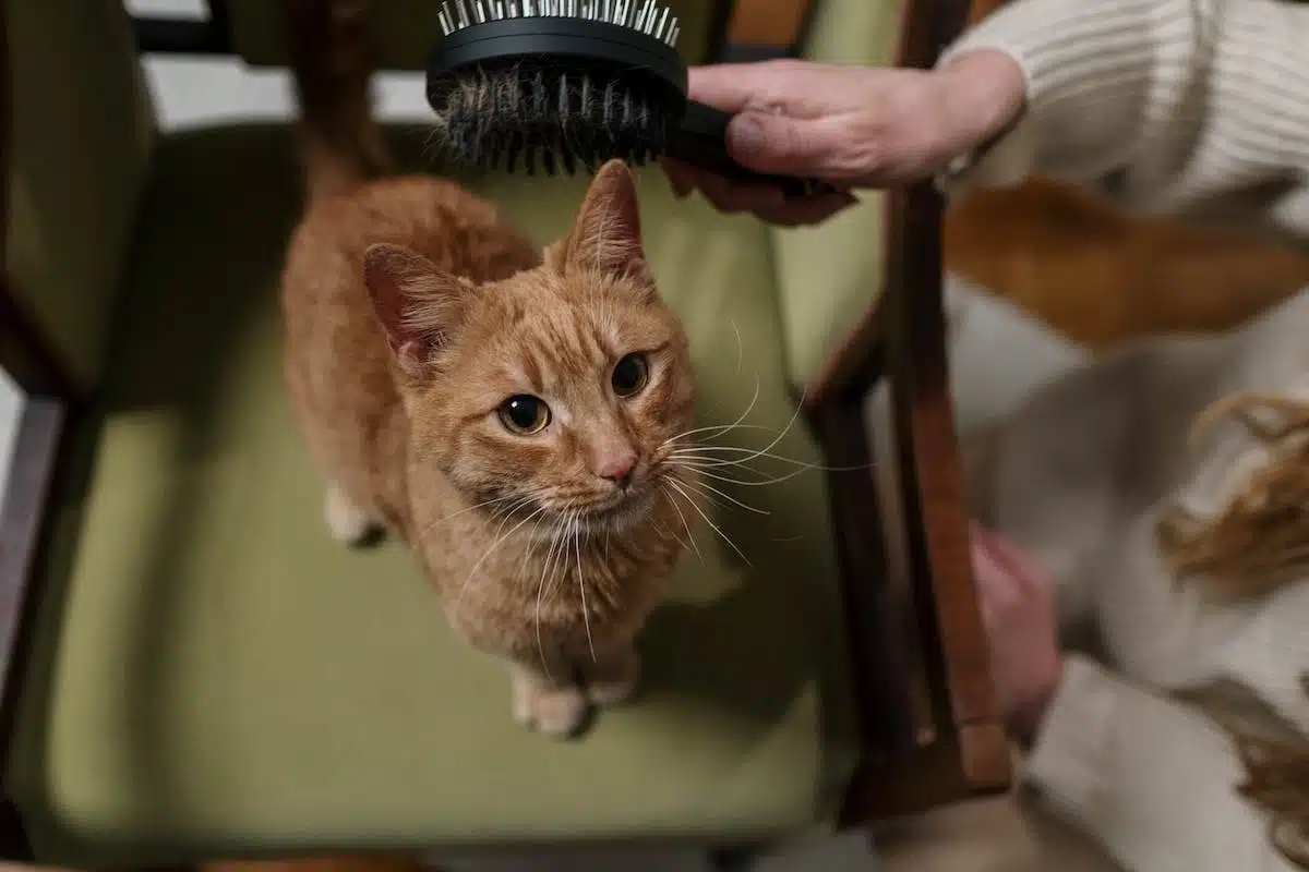 maison sécurisée  chat domestique