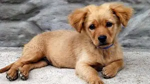 Choisir un chiot Golden Retriever : comment s’y prendre ? 