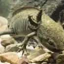 axolotl