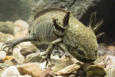 axolotl