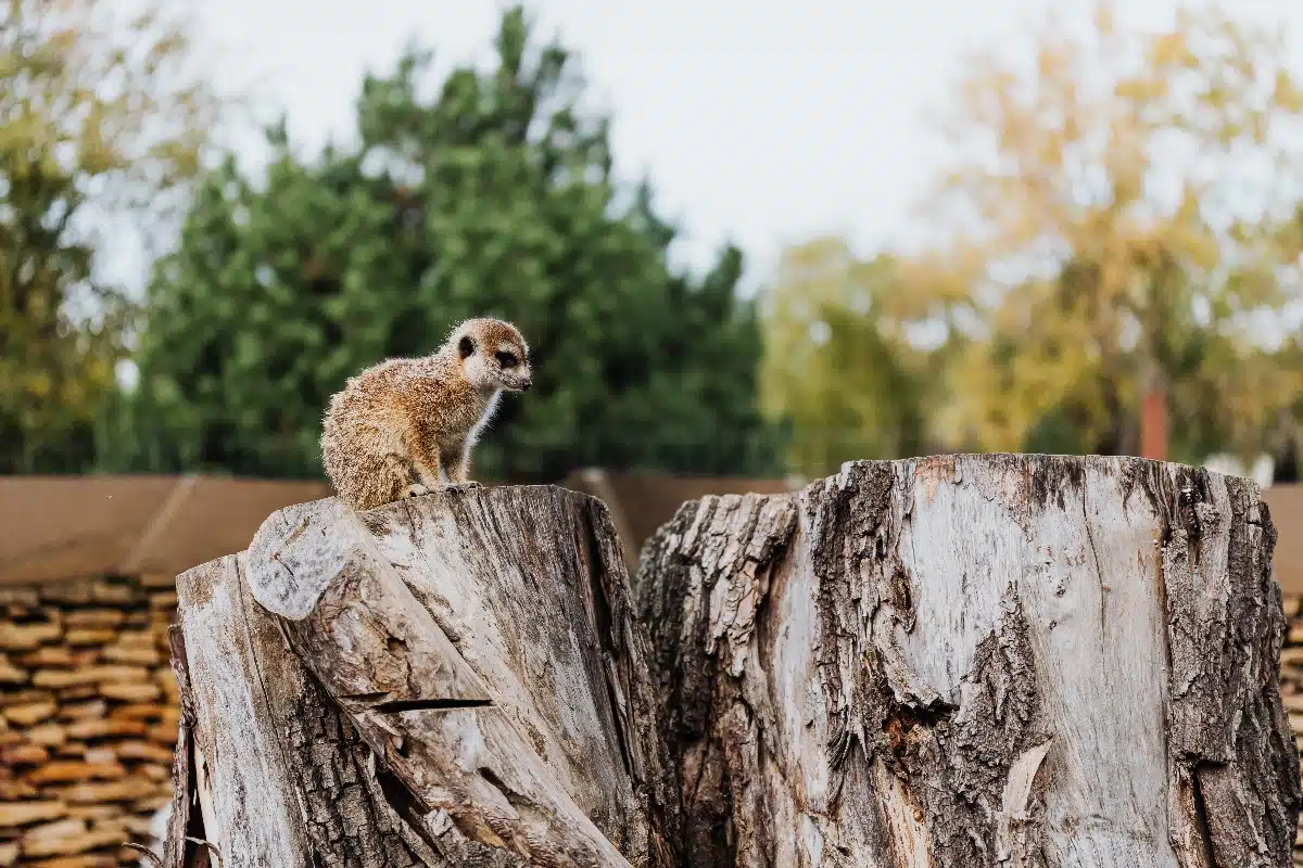 animaux extinction