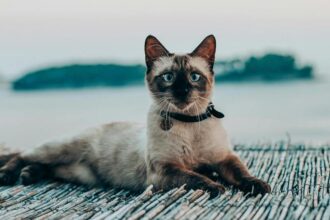 chat avec collier GPS