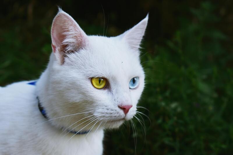 chat blanc