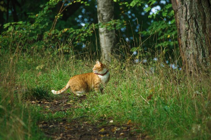 chat dans la forêt
