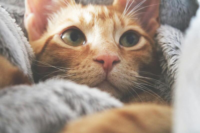 couverture pour chat