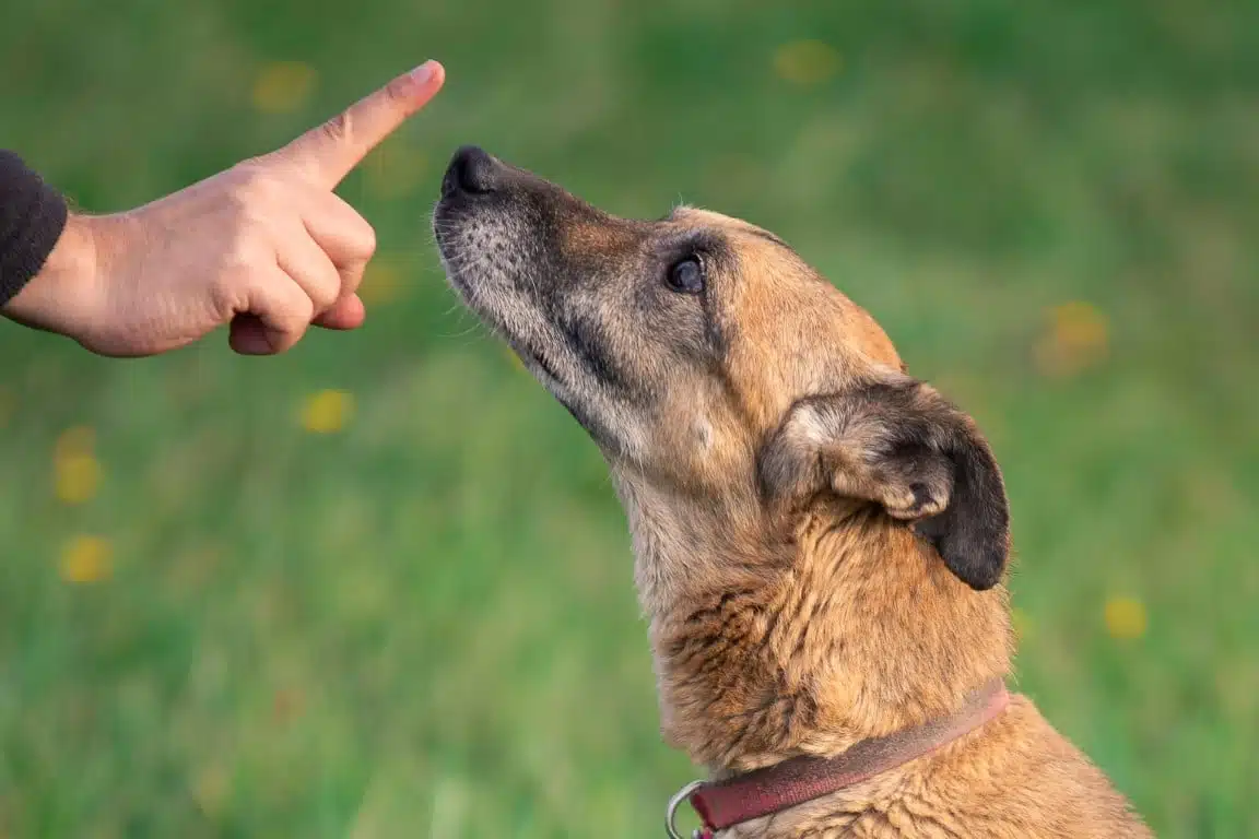 éducateur canin