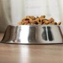 Gamelles surélevées : un accessoire essentiel pour le bien-être de votre chien